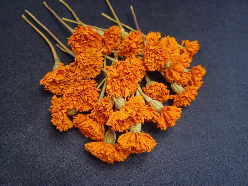 May include: A bunch of dried orange marigold flowers with stems.