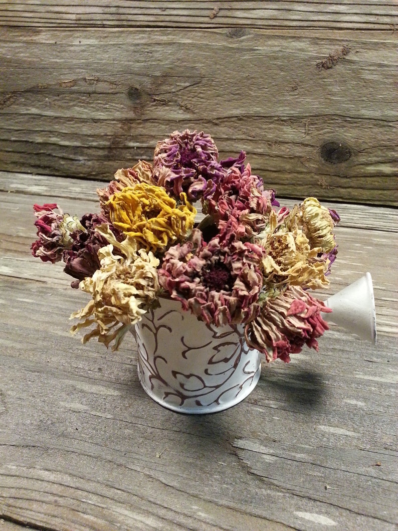 15 Dried Zinnia Flowers in Assorted colors 24 total Etsy