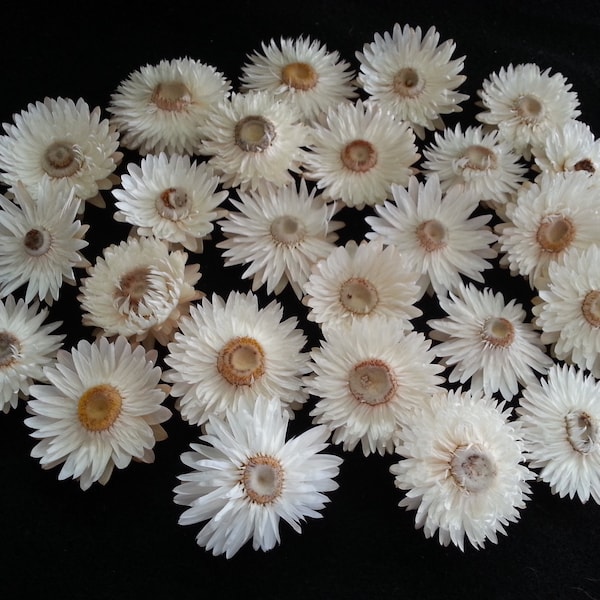 25 Strawflowers, Creamy White, Fully open faces but not blown out, 1 to 1 1/2" flower size, No stems, Small Dried Flowers, Straw Flowers