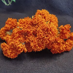 May include: A bunch of dried orange marigold flowers. The flowers are arranged in a cluster and have a delicate, frilly texture.