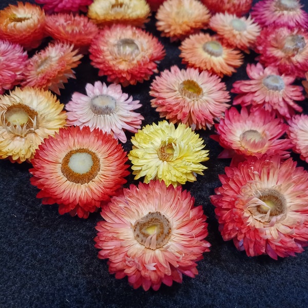 25 Strawflowers, Fruit Salad, Fully open faces but not blown out, 1 to 1 1/2" flower size, No stems, Small Dried Flowers, Straw Flowers