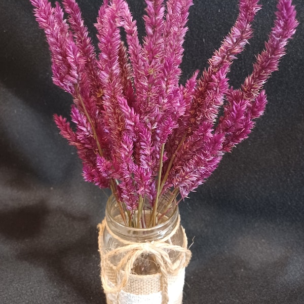 15 Celosia Hi-Z, Magenta/Crimson Feathers, 10-12" total length.  Small Dried Flowers, Dried Celosia