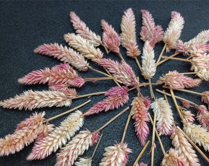 10 Celosia Cockscomb Antique Rust Mix. 1 1/2 to 2 Heads, 0 to 4 Stems ...