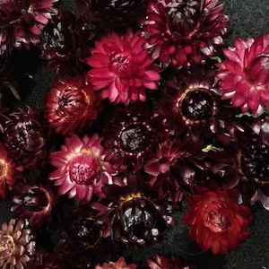 25 Strawflowers, Dark Cherry Mix, 1 to 1 1/2&quot; flower size. No stems. Small Dried Flowers, Straw Flowers