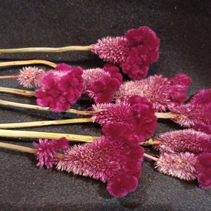 10 Celosia Burgundy Cockscomb, 2,5-4 cm de ancho de flor, 25-30 cm de largo