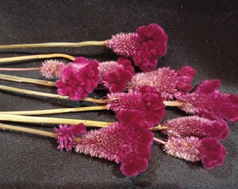 10 Celosia Burgundy Cockscomb, 1 - 1 1/2" Flower Width, 10-12" Length