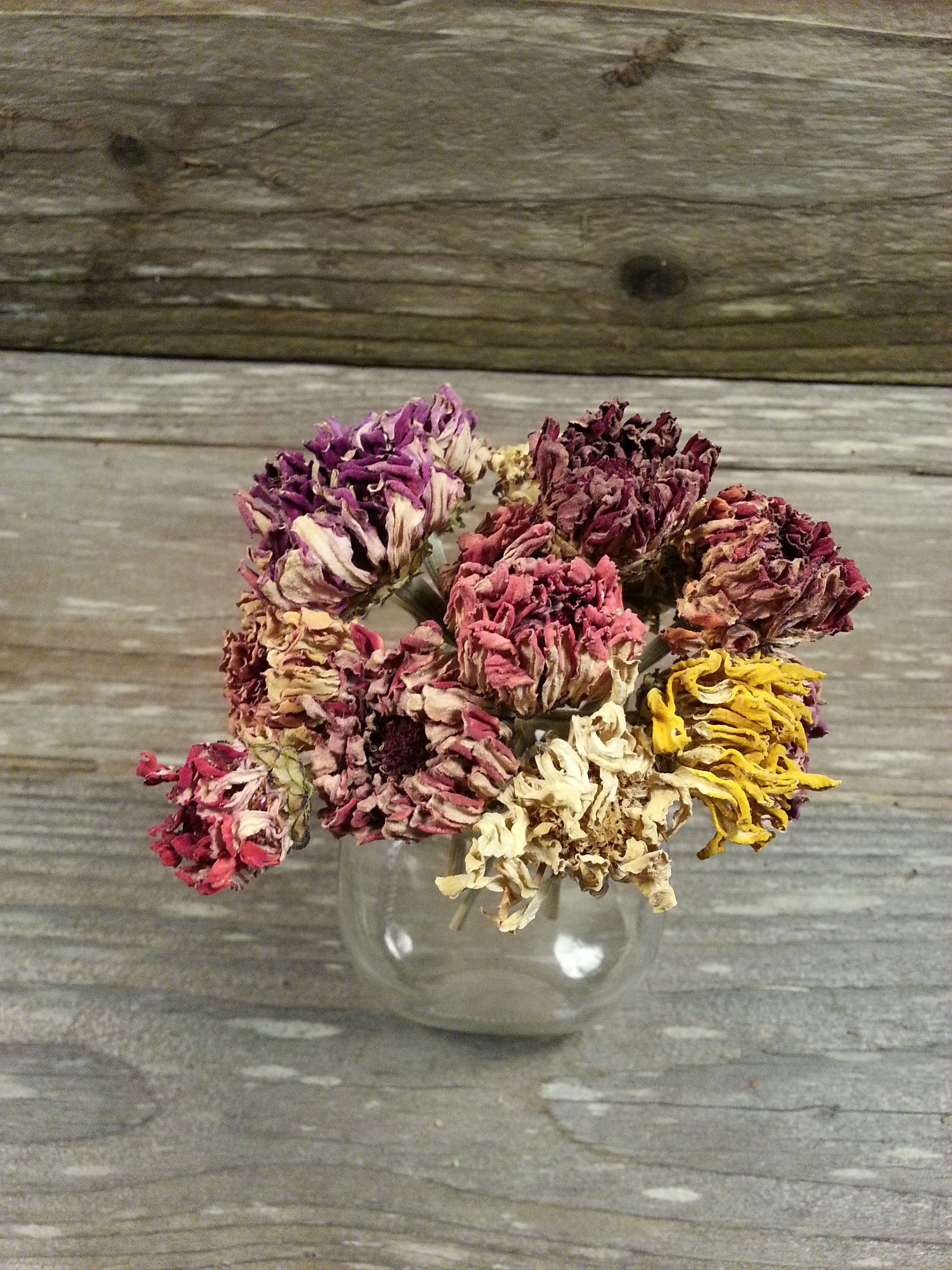 15 Dried Zinnia Flowers in Assorted colors 24 total Etsy