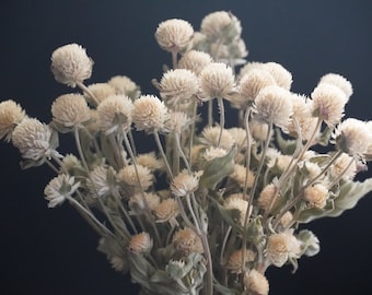 May include: A close-up shot of a bouquet of dried globe amaranth flowers. The flowers are a creamy beige color, with a spherical shape. The stems are thin and green, and the background is a dark navy blue.