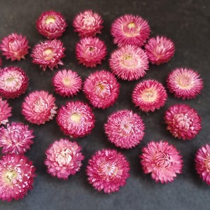 May include: A collection of twenty-four dried strawflowers in various shades of vibrant magenta and pink. Each flower features a dense, layered arrangement of pointed petals surrounding a pale, yellowish-white center, creating a circular shape.