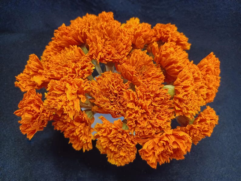 May include: A bouquet of dried orange marigold flowers. The flowers are arranged in a circular shape and have a delicate, ruffled texture.