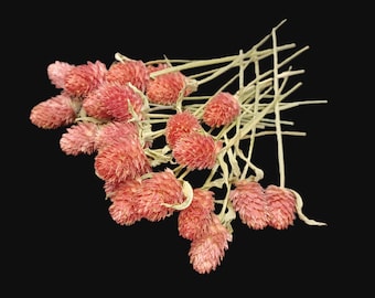 25 Gomphrena, Orange-Salmon-Cantaloupe Shades, 6&quot;- 8&quot; Total Length, Small Dried Flowers, Wedding Flowers
