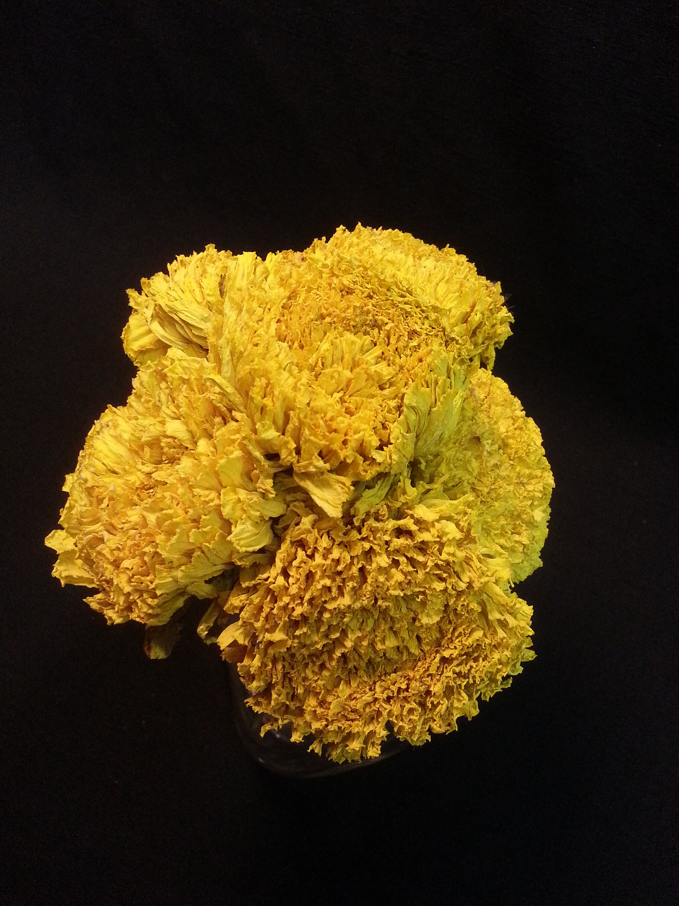 6 Dried Marigold Large Yellow 23 Flower Size Etsy UK