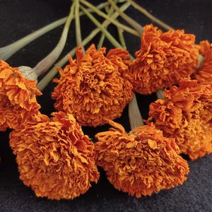 10 Marigold, Orange,  1 1/2 to 2&quot; flower heads, 10-12&quot; total length.