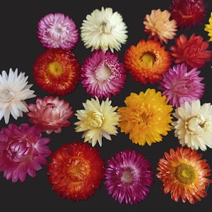 May include: A collection of dried strawflowers in various colors including shades of red, orange, yellow, pink, and white. Each flower features a dense, layered arrangement of stiff, papery petals surrounding a central disk, displayed against a dark background.