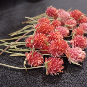 30 Gomphrena, Orange, Cantaloupe Shades, 2-4" Total Length, Dried Orange Gomphrena, Small Dried Flowers