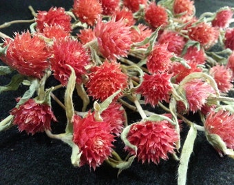 30 Mini Gomphrena, Watermelon Red, 1/4 to 1/2" flower size , 1-4 inch stems, Mini Dried Flowers, Small Dried Flowers, Wedding Flowers