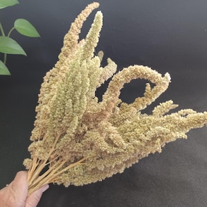 10 Amaranth, Mix Green/Sage, 14-15&quot; Total Length, Dried Flowers, Dried Amaranth