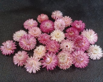 25 Strawflowers, Pink Mix, 1 to 1 1/2" flower size, No Stems, Small Dried Flowers, Pink Dried Flowers, Jewel Tone Flowers