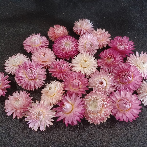 25 Strawflowers, Pink Mix, 1 to 1 1/2" flower size, No Stems, Small Dried Flowers, Pink Dried Flowers, Jewel Tone Flowers