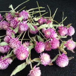 40 Mini Gomphrena, Bi-Color Purple/White, 1/4 to 1/2&quot; flowerheads with 1-3&quot; stems, Mini Dried Flowers, Small Dried Flowers, Wedding Flowers