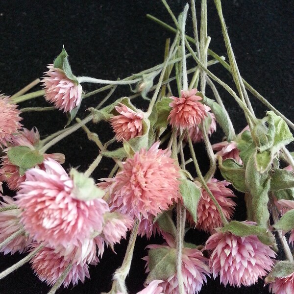 40 Mini Gomphrena, Pink with Hints of Salmon Color, 1/4 to 1/2" flowers, 1-3" stems, Mini Dried Flowers, Small Dried Flowers