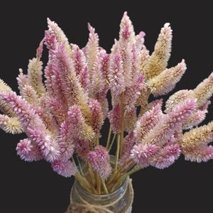 15 Celosia Pink Parfait Mix, 3-4&quot; Flower Length, 10-12&quot; total length, Dried Flowers. Dried Pink Flowers,