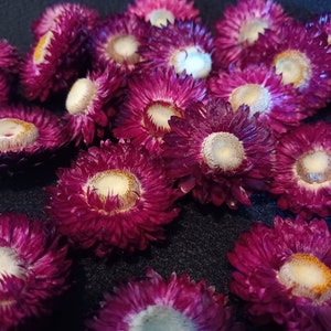 25 Open Face Strawflowers, Dark Cherry Mix, 1" to 1 1/2" flower, No stems