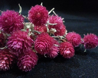 25 Gomphrena, Cranberry Rose, 6"-8" total length, Small Dried Flowers