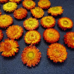 May include: A collection of vibrant, dried strawflowers. The flowers display a mix of bright yellow and orange hues, with a dark blue background. These flowers are a popular choice for crafting and floral arrangements.