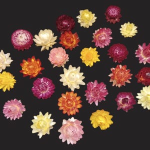 May include: Assortment of dried flowers in various colors, including pink, red, orange, yellow, and white. The flowers are arranged in a circular pattern on a black background.