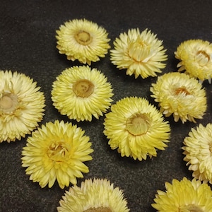 May include: A collection of dried strawflowers in various shades of yellow. The flowers are arranged on a black surface.