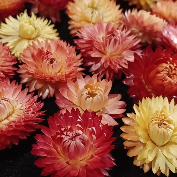 25 Strawflowers, Fruit Salad Mix, 1 to 1 1/2", Apricot/Peach/Strawberry/Banana Colors, No Stems, Small Dried Flowers, Dried Straw Flowers