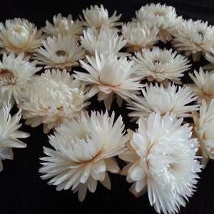 25 Strawflowers, Creamy White, Closed to Semi-open faces, 1 to 1 1/2" flower size, No stems, Small Dried Flowers, Straw Flowers