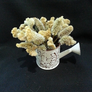 30 Mini Celosia Cockscomb, Parchment/Buff/Beige Shades , 1/2-3/4&quot; Flower Head Width, 1-2&quot; Stems, Mini Dried Flowers