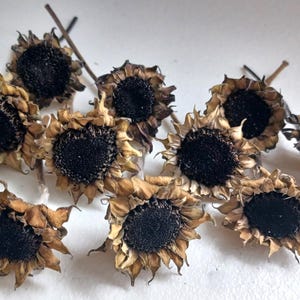 May include: A collection of ten dried sunflower heads featuring dark, textured black centers surrounded by withered, light brown petals. Each flower head retains a small portion of a thin, brown stem, showcasing a natural, desiccated appearance.