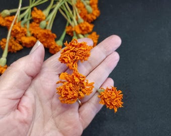 25 Mini Mini Marigold, Orange, 1/2" flower size , 3-4" total length, Orange, Small Dried Flowers
