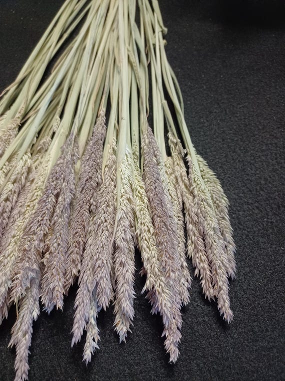 25 Yorkshire Fog, 14-15" total length, Dried Floral Stems, Dried Grass , Dried Floral Arranging, Dried Flowers