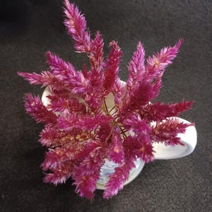 30 Celosia, Mini Mini Hi-Z, 3/4 to 1&quot; Flower, 1-2&quot; stem. Small Dried Flowers, Dried Celosia