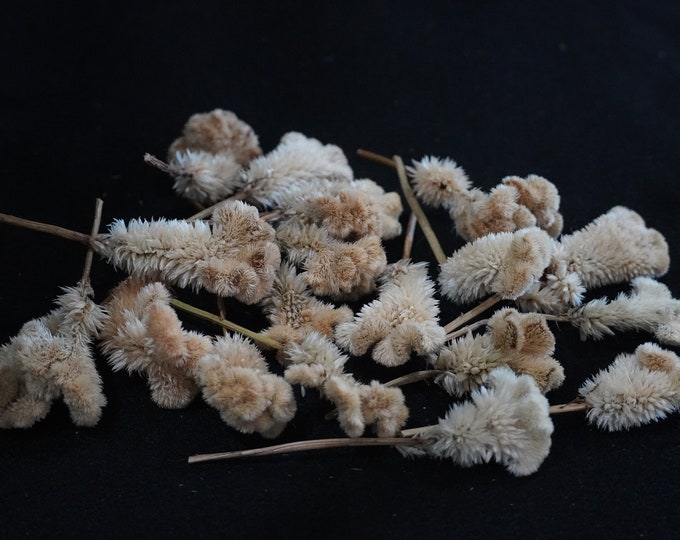 10 Celosia Cockscomb Antique Rust Mix. 1 1/2 to 2