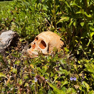 May include: A brown ceramic skull resting in a bed of green foliage. The skull is partially obscured by the leaves and has a realistic appearance.