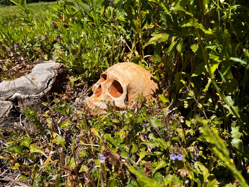 May include: A brown ceramic skull resting in a bed of green foliage. The skull is partially obscured by the leaves and has a realistic appearance.