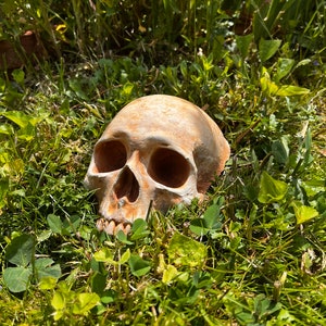 Garden Skull, Creepy Garden Decor, Garden Gifts, Halloween Garden Decor, Concrete Human Skull, Spooky Garden Decor, Free Domestic Shipping