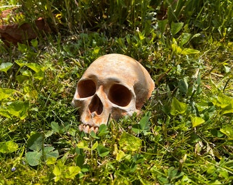 Garden Skull, Creepy Garden Decor, Garden Gifts, Halloween Garden Decor, Concrete Human Skull, Spooky Garden Decor, Free Domestic Shipping