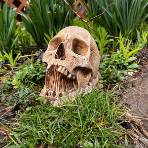 May include: A detailed, realistic-looking, white skull with an open mouth and visible teeth, resting in a bed of green grass.
