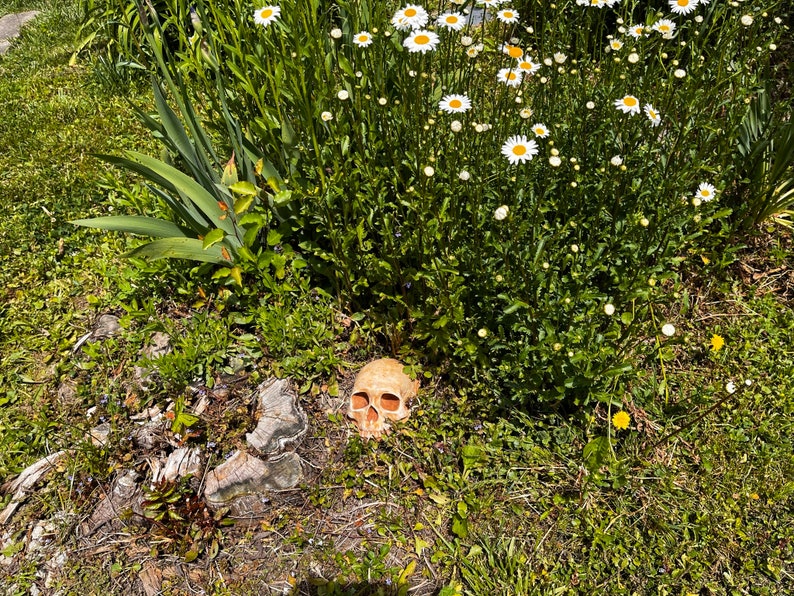 May include: A white ceramic skull resting on a bed of green grass and brown leaves. The skull is surrounded by white daisies.