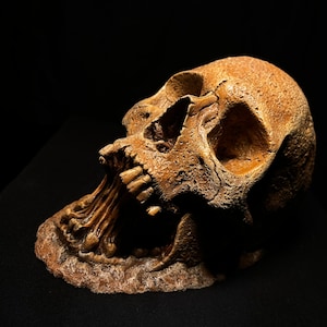 May include: A detailed, realistic-looking skull sculpture with an open jaw, revealing rows of teeth. The skull is made of a light brown material and has a textured surface.