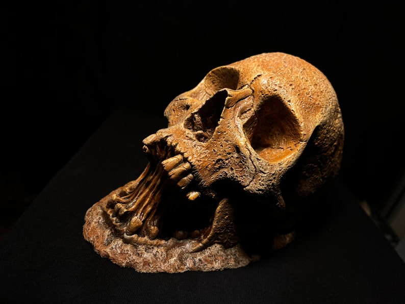 May include: A detailed, realistic-looking skull sculpture with an open jaw, revealing rows of teeth. The skull is made of a light brown material and has a textured surface.