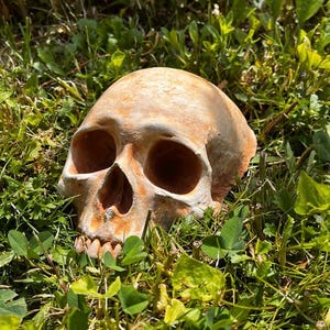 Garden Skull, Creepy Garden Decor, Garden Gifts, Halloween Garden Decor, Concrete Human Skull, Spooky Garden Decor, Free Domestic Shipping