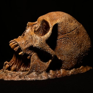 May include: A detailed, brown, ceramic skull sculpture with a cracked surface and open jaw. The skull is positioned on its side, with the jaw slightly open, revealing the teeth.