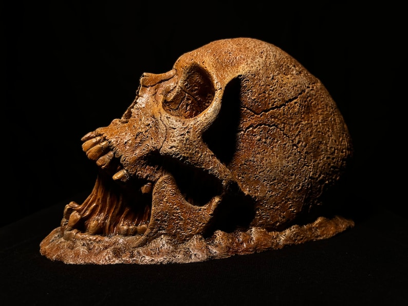 May include: A detailed, brown, ceramic skull sculpture with a cracked surface and open jaw. The skull is positioned on its side, with the jaw slightly open, revealing the teeth.